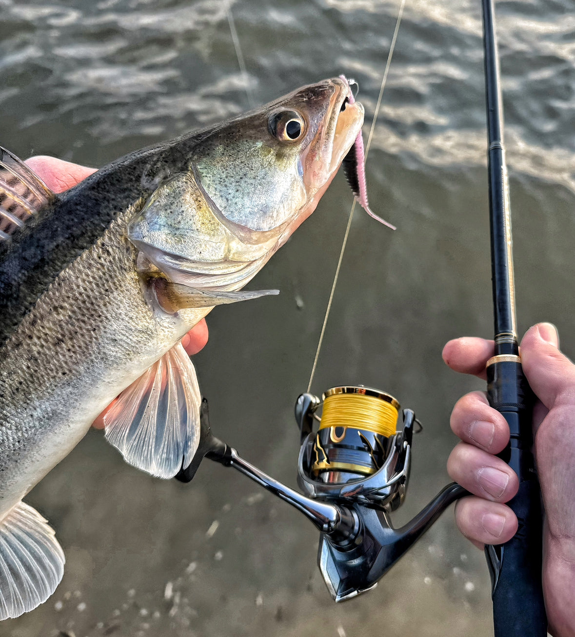 Zander-Guiding & Masterclass mit First Class Baits